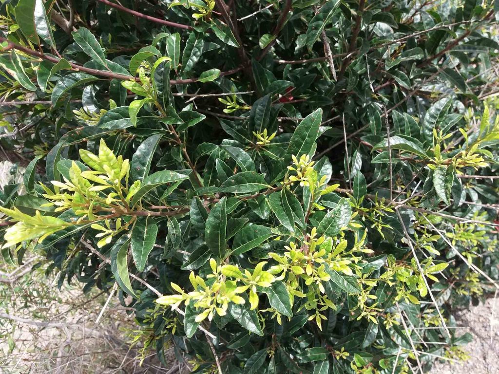 Dubouzetia