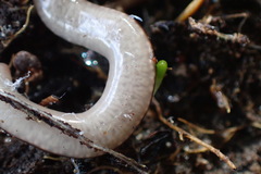 Acteonemertes bathamae