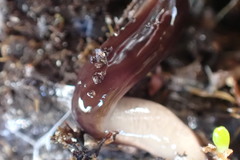 Acteonemertes bathamae