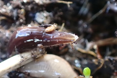 Acteonemertes bathamae