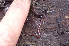 Acteonemertes bathamae