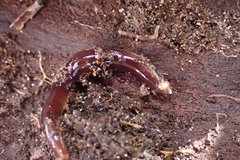 Acteonemertes bathamae