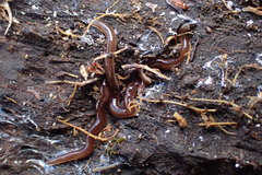 Acteonemertes bathamae
