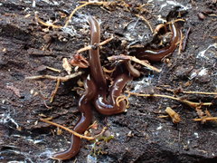 Acteonemertes bathamae