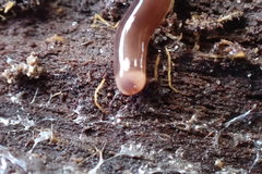 Acteonemertes bathamae