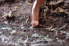 Acteonemertes bathamae