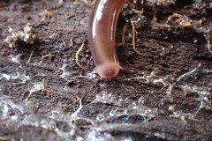 Acteonemertes bathamae