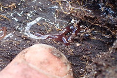 Acteonemertes bathamae