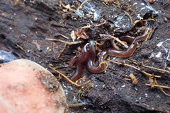 Acteonemertes bathamae