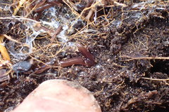 Acteonemertes bathamae