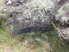 Acteonemertes bathamae