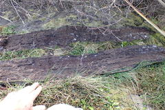 Acteonemertes bathamae