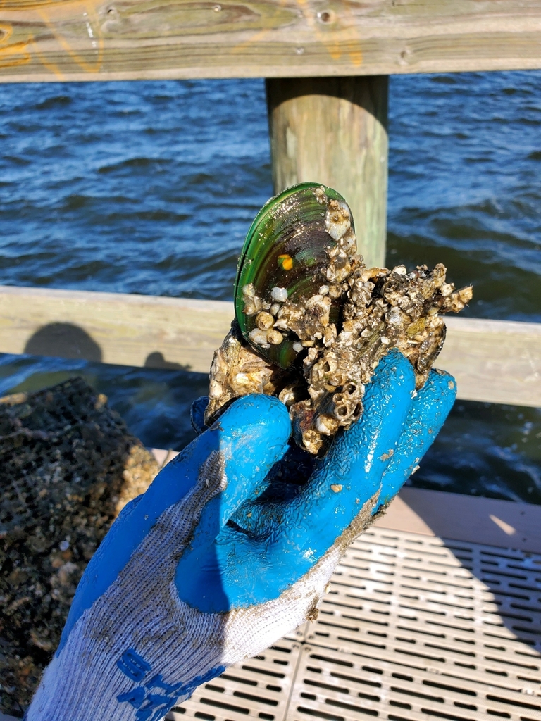 Asian Green Mussel from 3490 Gran Avenue on November 4, 2020 at 0326