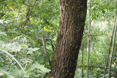 Juglans ailantifolia