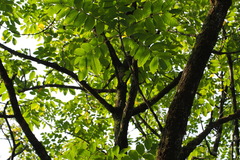 Juglans ailantifolia