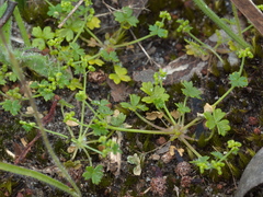 Hydrocotyle foveolata