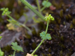 Hydrocotyle foveolata