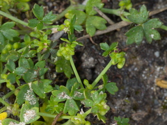 Hydrocotyle foveolata