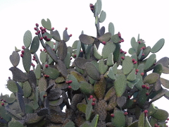Opuntia streptacantha