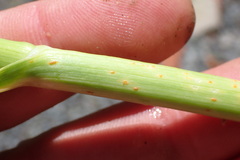 Puccinia allii