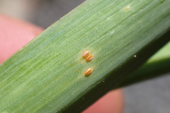 Puccinia allii