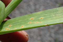 Puccinia allii
