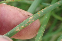 Puccinia allii