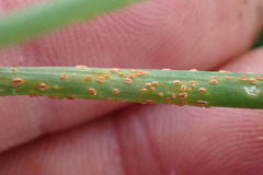 Puccinia allii