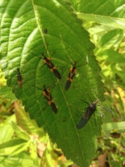 Zelus vagans