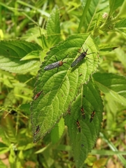 Zelus vagans
