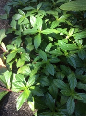 Sphagneticola trilobata