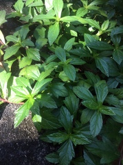 Sphagneticola trilobata