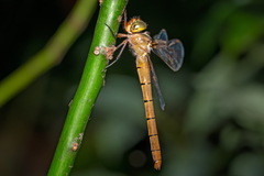 Austrocordulia refracta