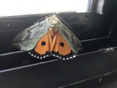 Eudocima materna