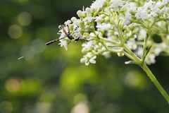 Gasteruption japonicum