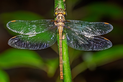 Austrocordulia refracta