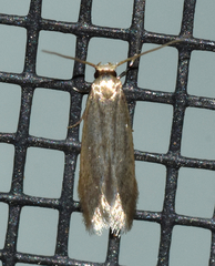 Phaeoses sabinella