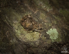 Cotylana angustifrons