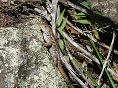 Sceloporus spinosus