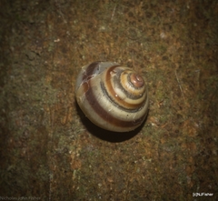 Posorites conscendens