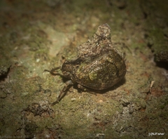 Cotylana angustifrons