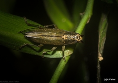 Temnosternus planiusculus