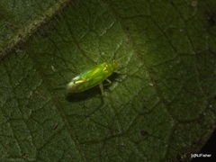 Orthotylinae