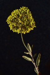 Eriogonum microtheca ambiguum