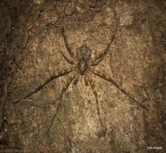 Tamopsis brachycauda