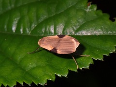 Macotasa nubeculoides