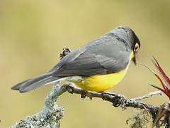 Myioborus melanocephalus