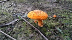 Agaricus trisulphuratus