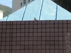 Streptopelia chinensis