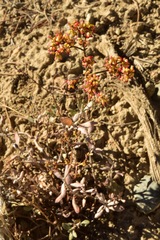 Eriogonum microtheca ambiguum